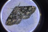 Cleorodes lichenaria