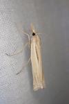 Ancylolomia tentaculella