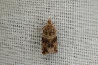 Celypha cespitana