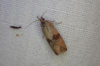 Celypha striana
