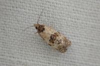 Cochylis molliculana