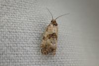 Cochylis molliculana