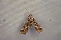 Diasemiopsis ramburialis