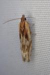 Eucosma gr. hohenwartiana