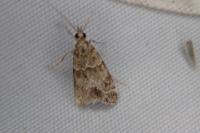 Eudonia mercurella