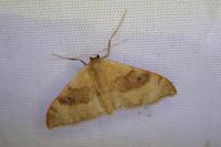 Idaea degeneraria