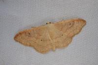 Idaea rubraria