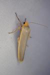 Manulea complana