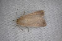 Mythimna unipuncta