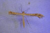 Oxyptilus