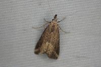 Schrankia costaestrigalis
