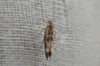 Scythris limbella
