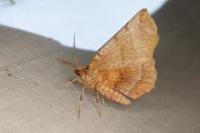Selenia dentaria