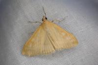 Sitochroa verticalis