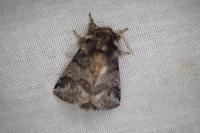 Thaumetopoea processionea