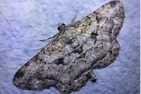 Peribatodes rhomboidaria