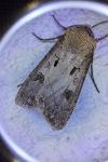 Agrotis exclamationis