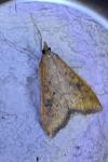 Udea ferrugalis