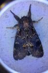 Notodonta dromedarius