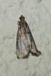 Acrobasis advenella