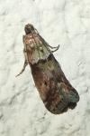 Acrobasis consociella