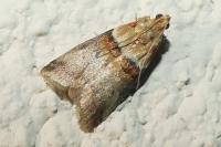 Acrobasis tumidana