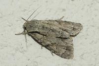 Acronicta psi/tridens