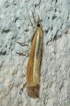 Agriphila tristella