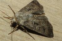 Agrotis bigramma