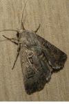 Agrotis bigramma