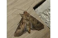 Agrotis exclamationis