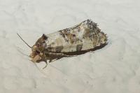 Cochylis molliculana