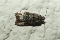 Endothenia gentianaeana/marginana/oblongana