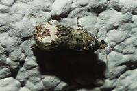 Endothenia gentianaeana/marginana/oblongana