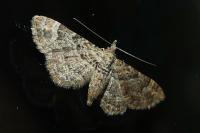 Gymnoscelis rufifasciata