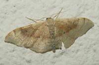 Idaea degeneraria