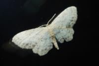Idaea dimidiata