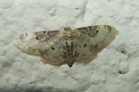 Idaea filicata