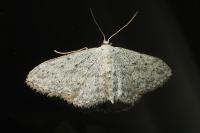 Idaea seriata