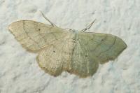 Idaea straminata