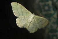 Idaea straminata