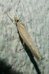 Pediasia contaminella
