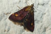 Pyrausta aurata