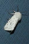 Spilosoma lubricipeda
