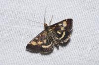 Pyrausta purpuralis