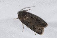 Agrotis bigramma