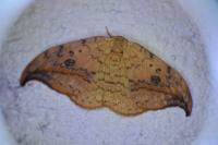 Drepana falcataria