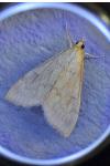Ostrinia nubilalis/scapulalis