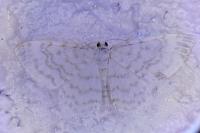 Asthena albulata