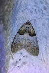 Nola cucullatella